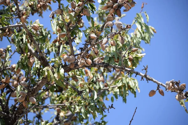 Fresh Almonds Tree Province Alicante Costa Blanca Spain — Stock Photo, Image