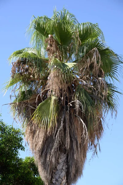 Palm Tree Blue Sky Background — Stock Photo, Image