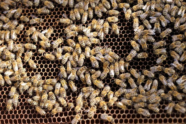 Wiele Pszczół Miodnych Jest Wosku Pszczół Ulu Pszczół — Zdjęcie stockowe