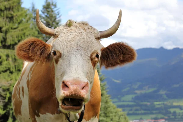 Krowa Otwartymi Ustami Wygląda Zabawnie — Zdjęcie stockowe