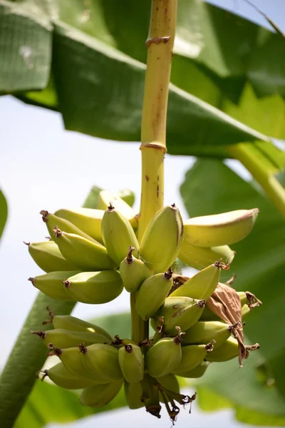 Bananenboom Met Groene Bladeren — Stockfoto