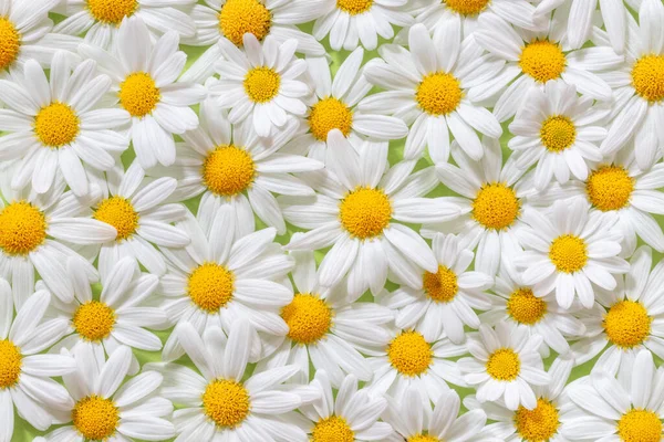 Blumenteppich Aus Schönen Weißen Margeriten Marguerite Für Hintergründe Deutschland — Stockfoto
