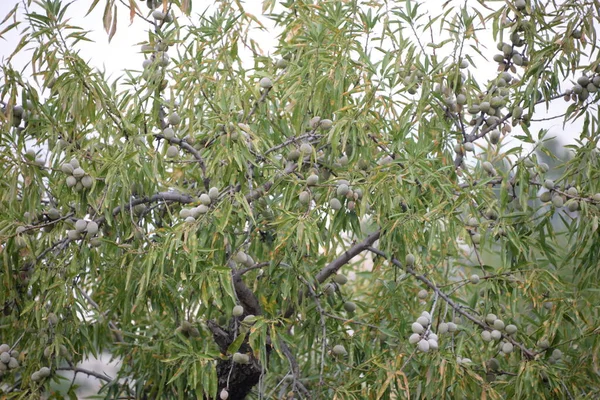 Frische Mandeln Auf Einem Baum Der Provinz Alicante Costa Blanca — Stockfoto