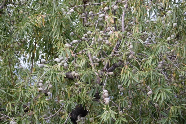 Frische Mandeln Auf Einem Baum Der Provinz Alicante Costa Blanca — Stockfoto