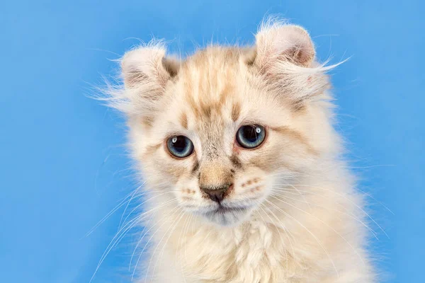 Cat American Curl Felis Silvestris Catus Портрет Животного Короткометражка Синяя — стоковое фото