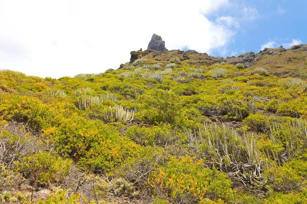 Spanya Tenerife Deki Dağ Sarı Bitki Kaktüsü Sulu Bitkiler — Stok fotoğraf