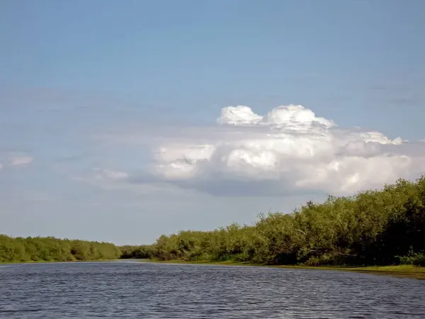 Paesaggio Fluviale Renna Settentrionale Nella Foresta Estiva Cielo Alberi Verdi — Foto Stock