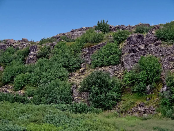 Yaz Aylarında Orman Tundra Manzara Sibirya Nın Taiga Yamal — Stok fotoğraf