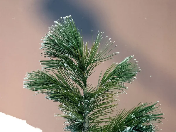 Kvist Tall Snöflingor Vinter Skogen — Stockfoto