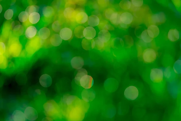 Homályos Friss Zöld Mező Kora Reggeli Órákban Zöldfű Bokeh Háttérben — Stock Fotó