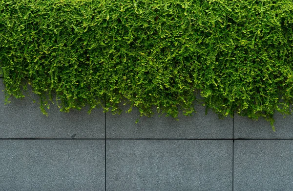 緑の残りツタは コンクリート壁テクスチャの背景を覆いました 空気浄化のための植物の壁 建物のエネルギー消費量を減らすための緑の壁ツタ きれいな空気のための緑の残るツタの壁吸収塵 — ストック写真