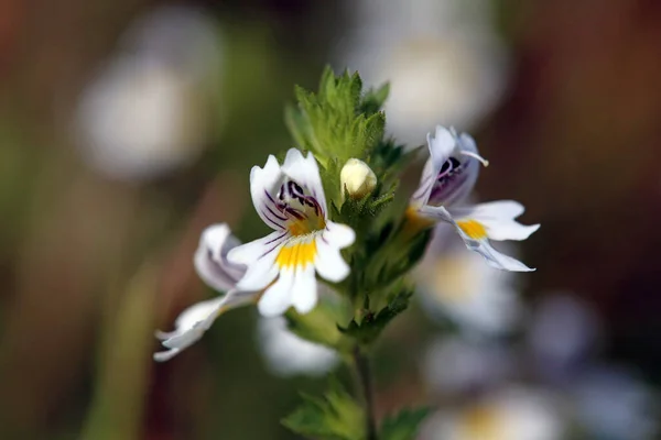 Kis Virágok Szem Kényelem Euphrasia Officinalis — Stock Fotó