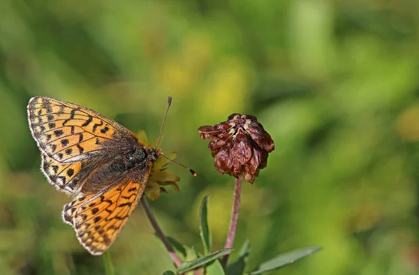 High Alpine Mother Butterfly Alpine Mat Mother Butterfly Boloria Pales — Stock Photo, Image