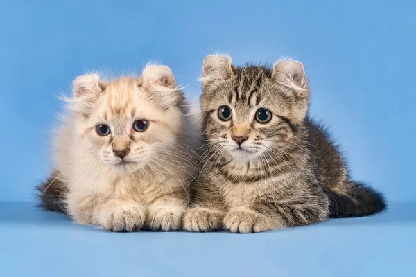 Två Katter American Curl Felis Silvestris Catus Stenografier Och Långt — Stockfoto