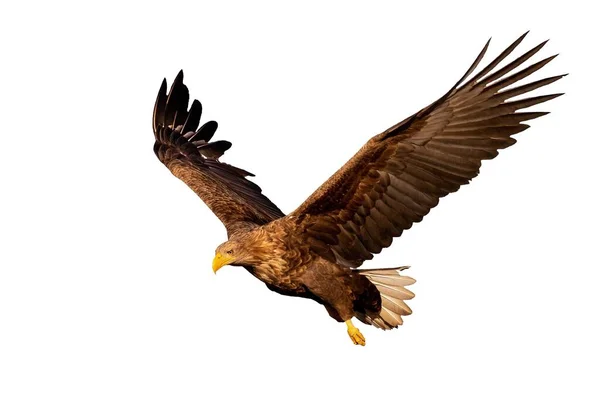 Águila Cola Blanca Adulta Haliaeetus Albicilla Volando Con Las Alas —  Fotos de Stock