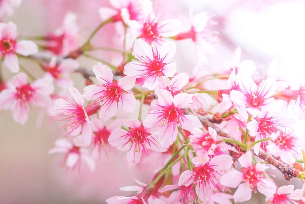 Kirschblüte Frühling Mit Weichem Fokus Unkonzentrierte Frühlingskirschblüte Bokeh Blumenhintergrund Pastell — Stockfoto