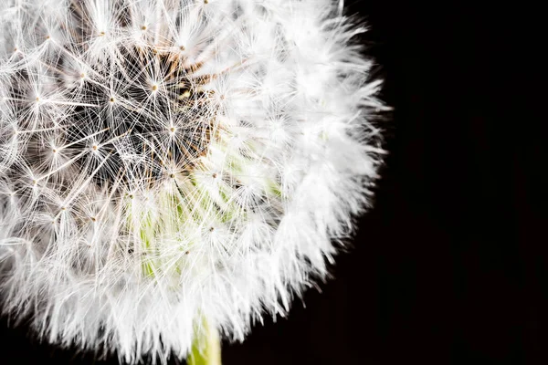 Vliegende Vleugels Van Rijpe Paardebloem Dienen Plant Spreiden — Stockfoto