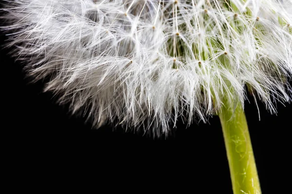 Die Fliegenden Flügel Des Reifen Löwenzahns Dienen Der Verbreitung Der — Stockfoto