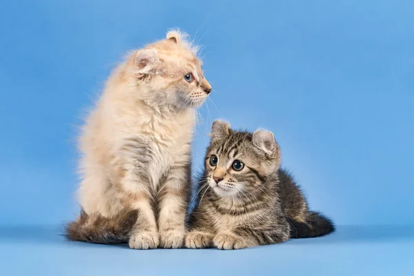 Две Кошки American Curl Felis Silvestris Catus Короткошерстный Длинноволосый Чёрный — стоковое фото