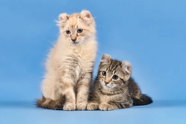 Dos Gatos Americano Rizo Felis Silvestris Catus Taquigrafía Pelo Largo — Foto de Stock