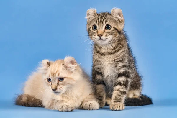 Две Кошки American Curl Felis Silvestris Catus Короткошерстный Длинноволосый Чёрный — стоковое фото