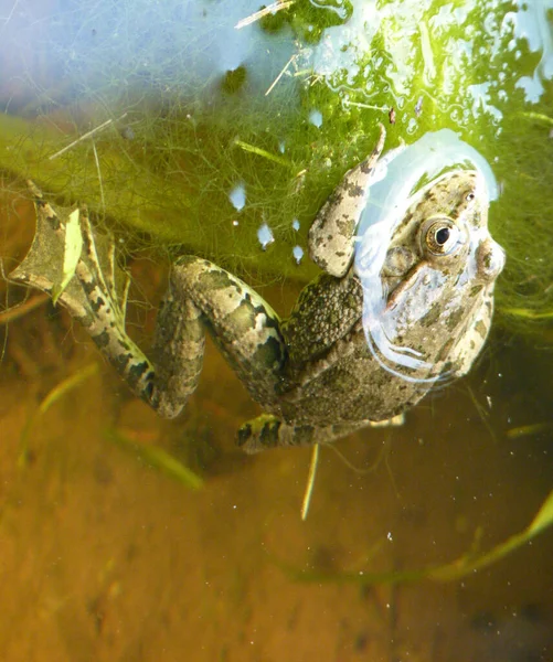 Żaba Wodzie Oburzaśnięty Staw Żabą — Zdjęcie stockowe