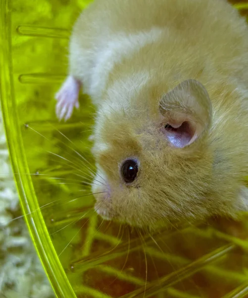 Hamster Hem Att Hålla Fångenskap Kör Hamsterhjulet Röd Hamster — Stockfoto