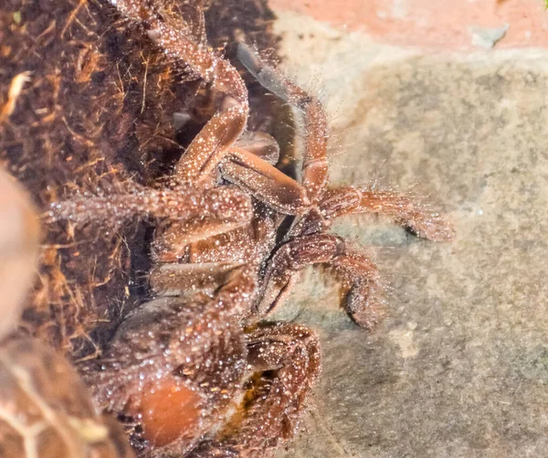 Gros Plan Une Araignée Sur Fond Blanc — Photo