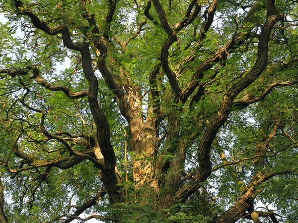 Folhas Verdes Árvores Floresta — Fotografia de Stock