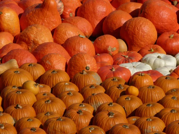 Abóboras Mercado — Fotografia de Stock