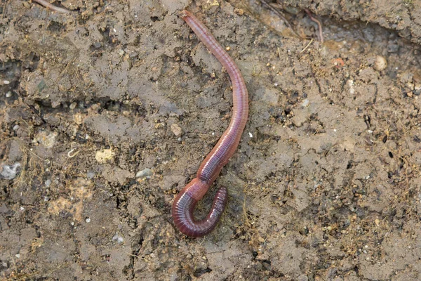 ミミズが庭の地面の上を這い回る — ストック写真