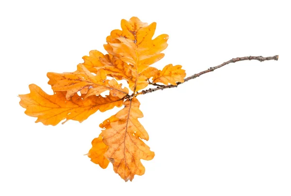 Ramoscello Con Foglie Quercia Arancione Autunno Isolato Sfondo Bianco — Foto Stock