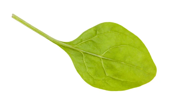 婴儿菠菜的新鲜绿叶隔离在白色背景 — 图库照片