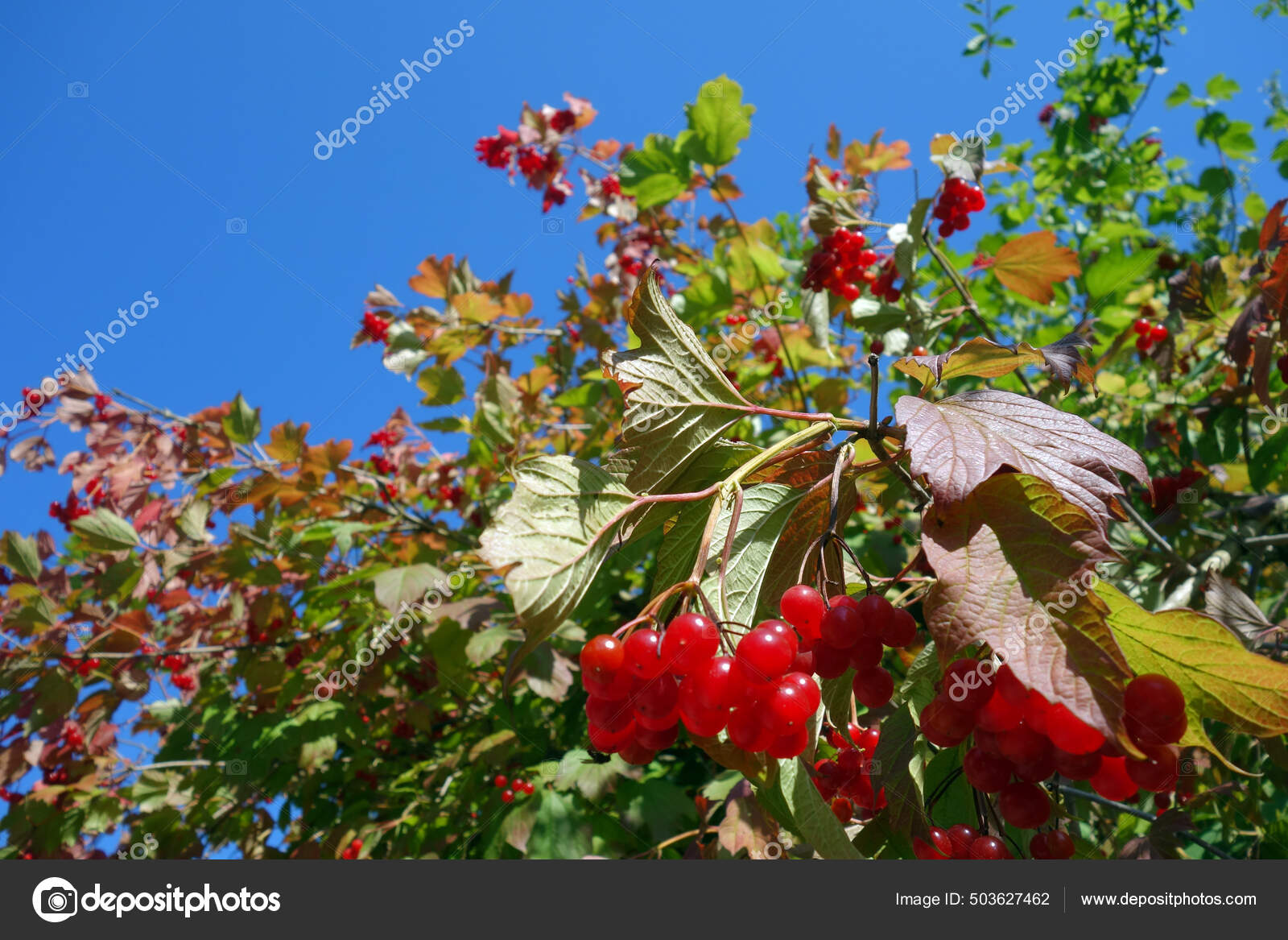 Red Berries Viburnum Blue Background — Stock Photo © PantherMediaSeller ...