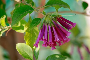 Iochroma cyaneum in the Botanical Garden, Cologne, North Rhine-Westphalia, Germany clipart