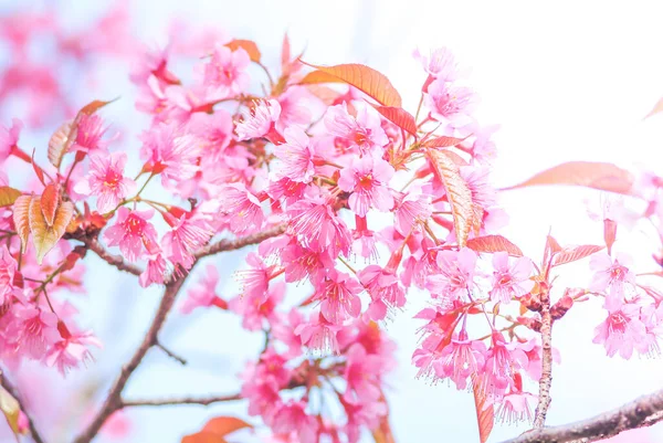 春色樱桃花 有柔和的焦点 无精打采的春色樱桃花 无精打采的花朵背景 油腻柔和的花朵背景 — 图库照片