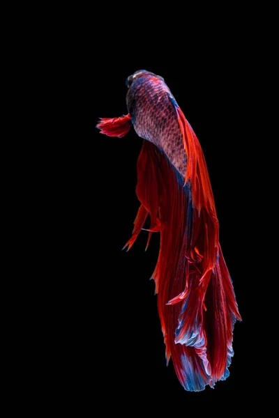 Röd Och Blå Betta Fisk Siamesiska Slåss Fisk Svart Bakgrund — Stockfoto