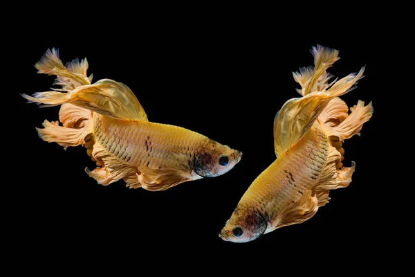 Gelbgold Betafisch Siamesischer Kampffisch Auf Schwarzem Hintergrund — Stockfoto