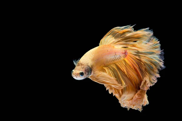 Jaune Betta Poisson Siamois Poissons Combat Sur Fond Noir — Photo