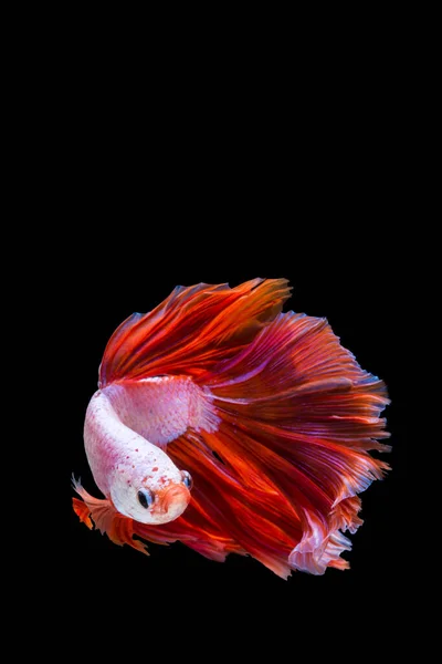 Peixe Betta Rosa Vermelho Peixe Combate Siamês Sobre Fundo Preto — Fotografia de Stock