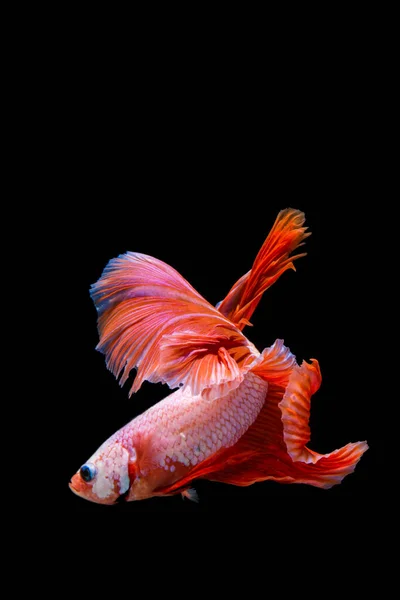 Peixe Betta Rosa Vermelho Peixe Combate Siamês Sobre Fundo Preto — Fotografia de Stock