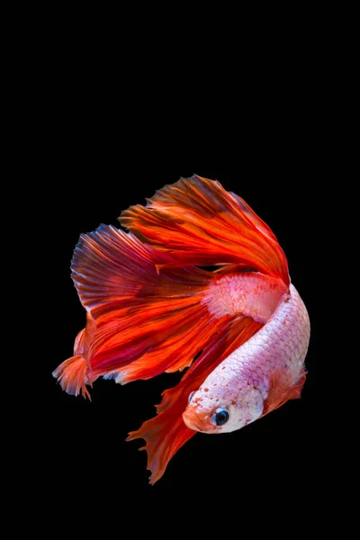 Peixe Betta Rosa Vermelho Peixe Combate Siamês Sobre Fundo Preto — Fotografia de Stock