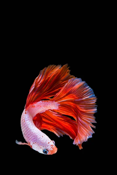 Peixe Betta Rosa Vermelho Peixe Combate Siamês Sobre Fundo Preto — Fotografia de Stock