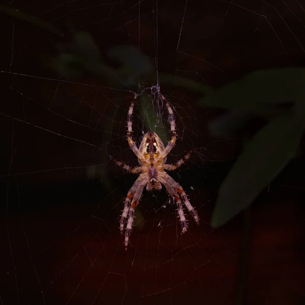 Sobre Fondo Oscuro Araña Cruz Brilla Colores Iridiscentes — Foto de Stock