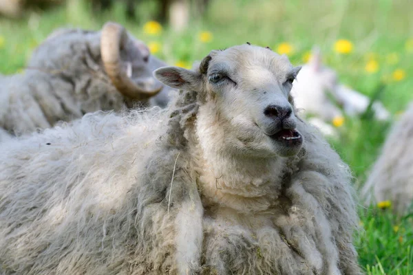 Får Ängen — Stockfoto