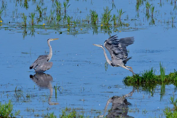 Ardea Cinerea Airone Grigio Lusatia Superiore Germania — Foto Stock