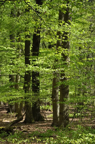 Vacker Skog Sommaren — Stockfoto