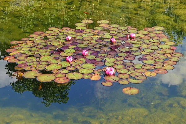 Belas Flores Lótus Lagoa — Fotografia de Stock