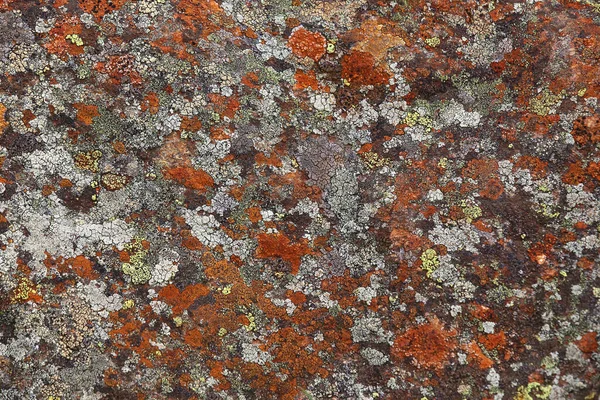 Flechtenbewuchs Auf Felsen Felbertal Bei Mittersill — Stockfoto