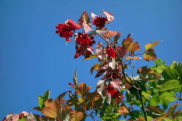 Red Berries Tree Garden — Stock Photo, Image